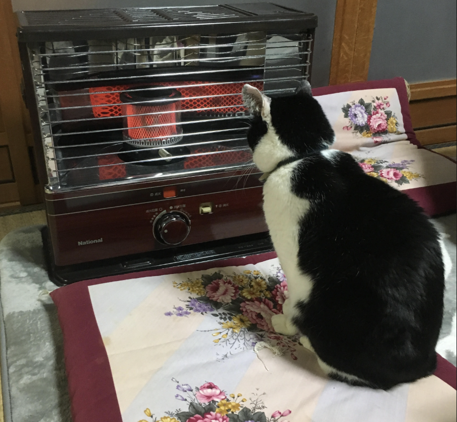 飼っていた猫